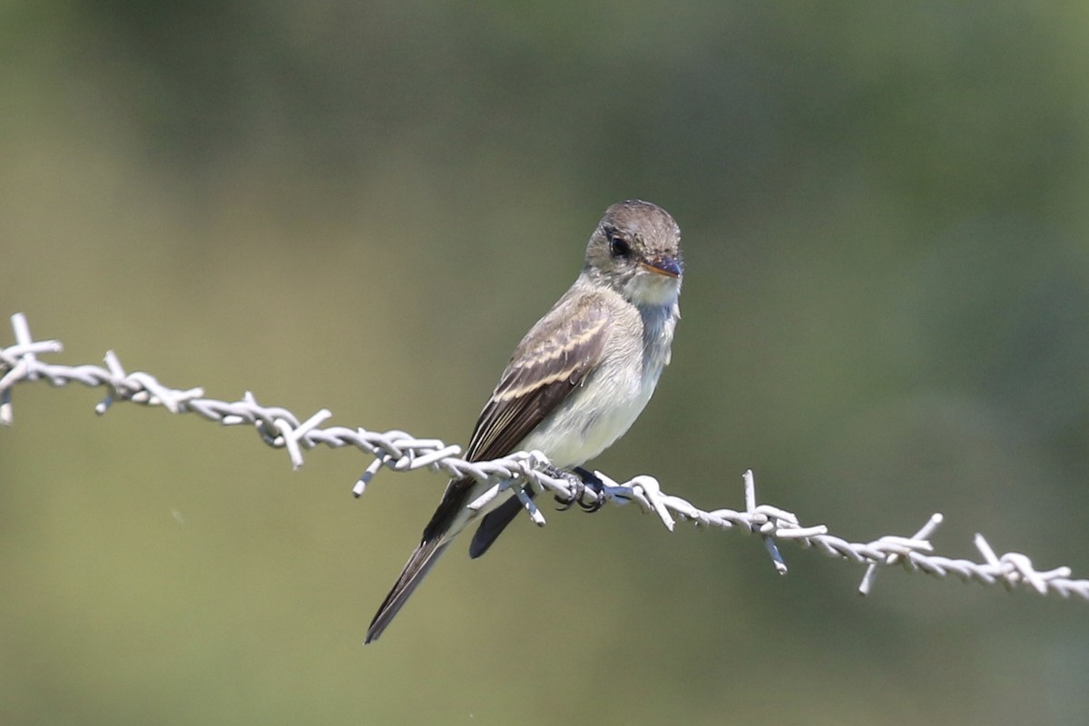 Eastern Wood-Pewee - ML367292811