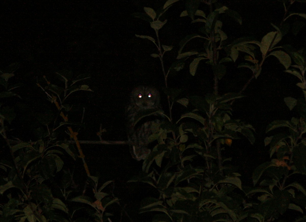 Tawny Owl - ML367293991