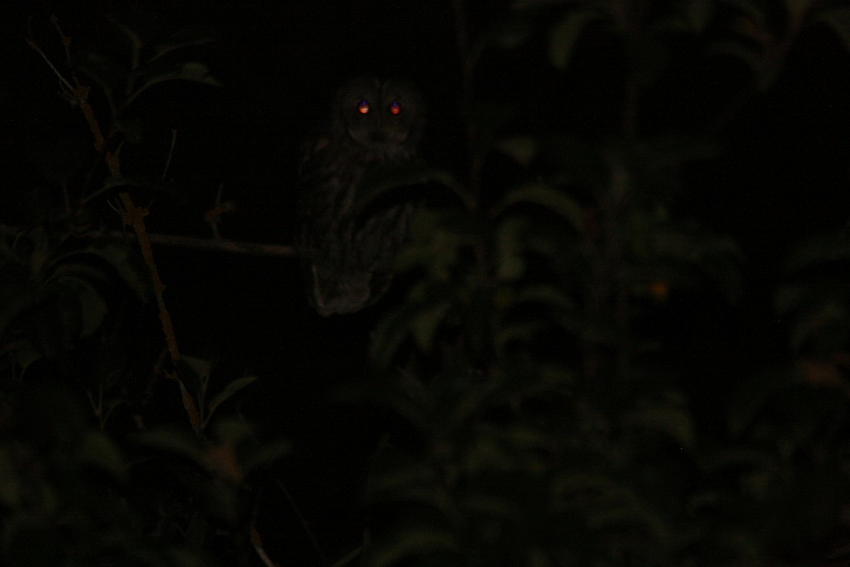 Tawny Owl - ML367294921