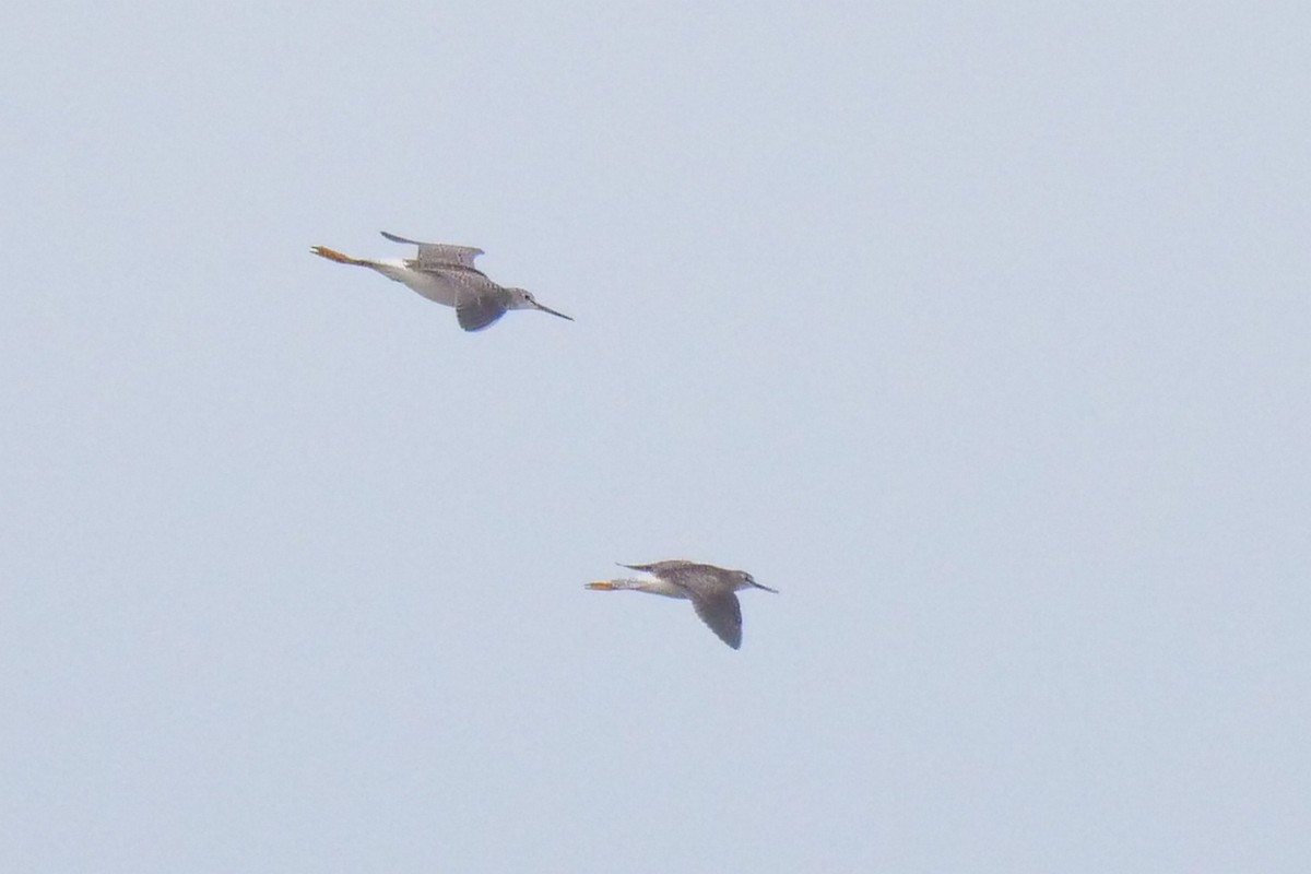 Lesser Yellowlegs - Russ Smiley