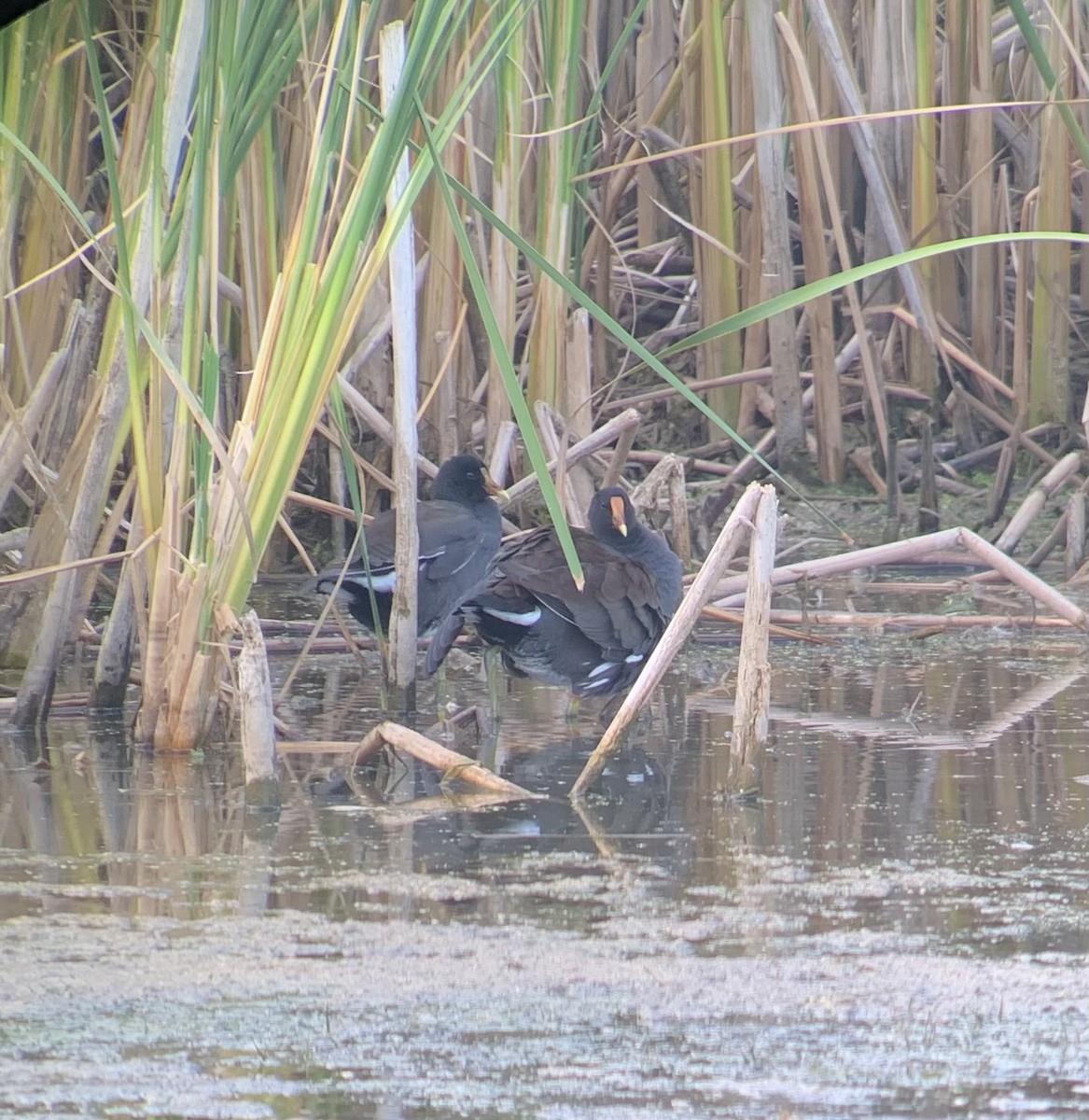 Common Gallinule - ML367297681