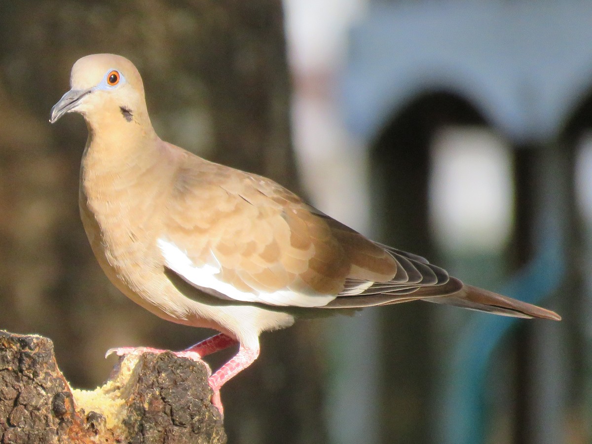 White-winged Dove - ML367297791