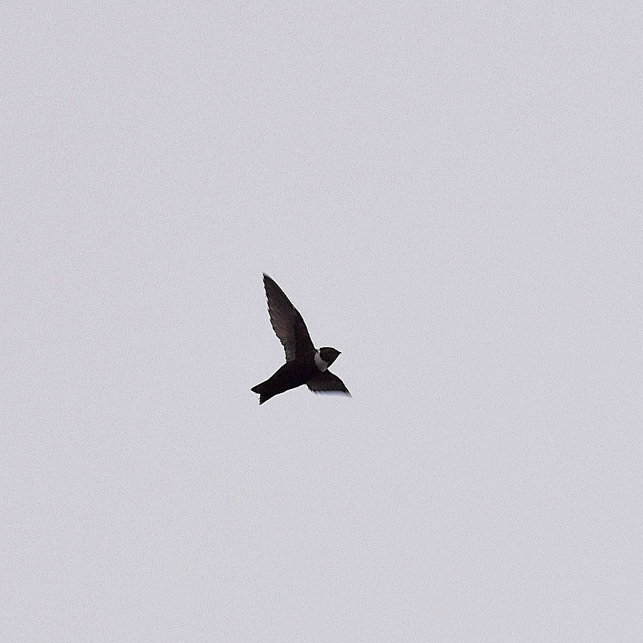 White-collared Swift - Miguel Demeneghi