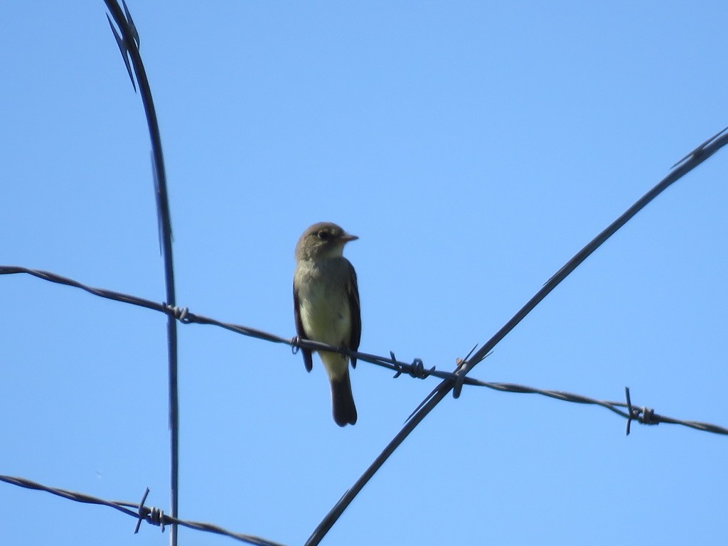 Willow Flycatcher - ML367301811