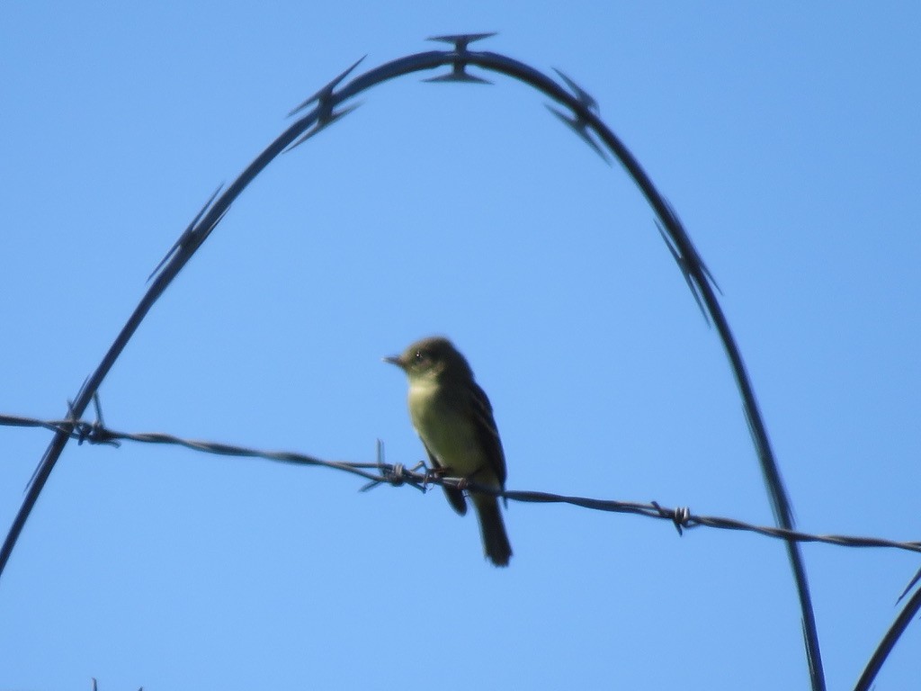 Willow Flycatcher - ML367302091