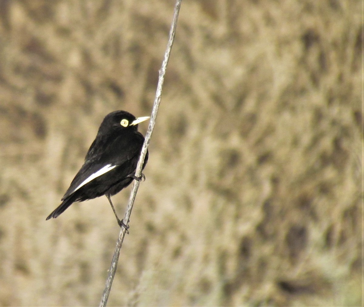 Spectacled Tyrant - ML367303741