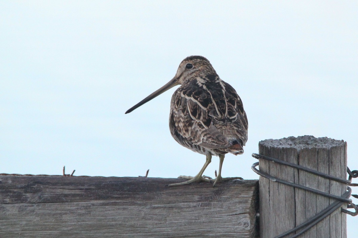 Latham's Snipe - ML36730381