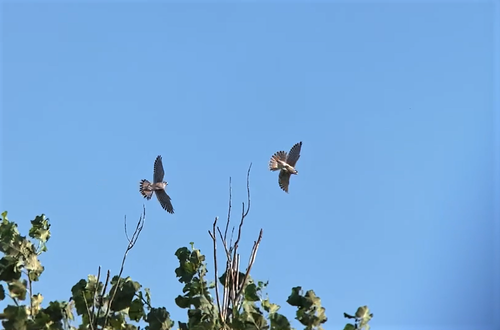 American Kestrel - Jack Naglick