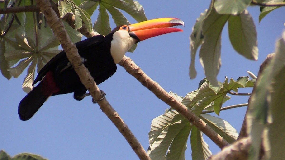 Toco Toucan - ML367305131