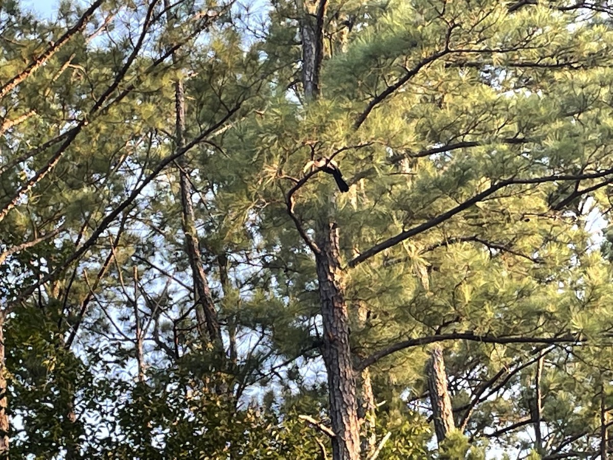 anhinga americká - ML367305291