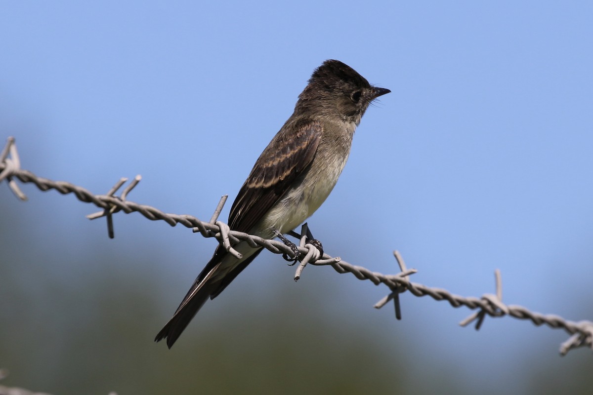 Eastern Wood-Pewee - ML367305421