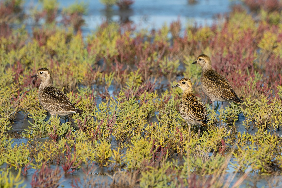 Pacific Golden-Plover - ML367305701