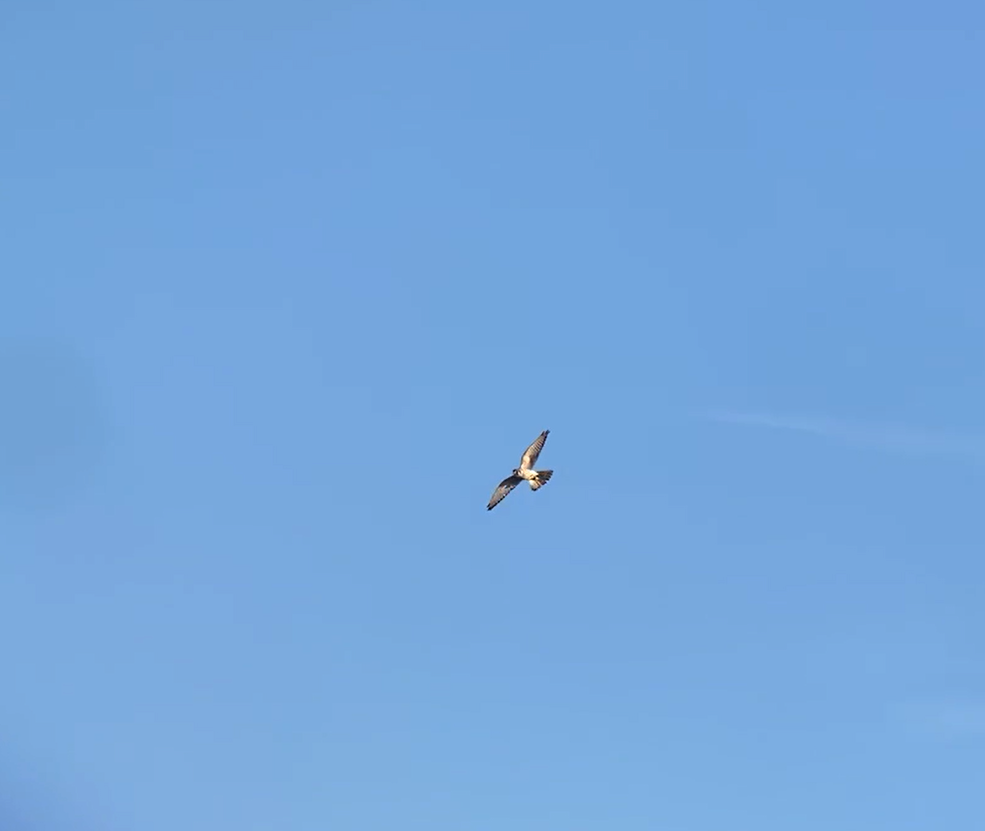 American Kestrel - Jack Naglick