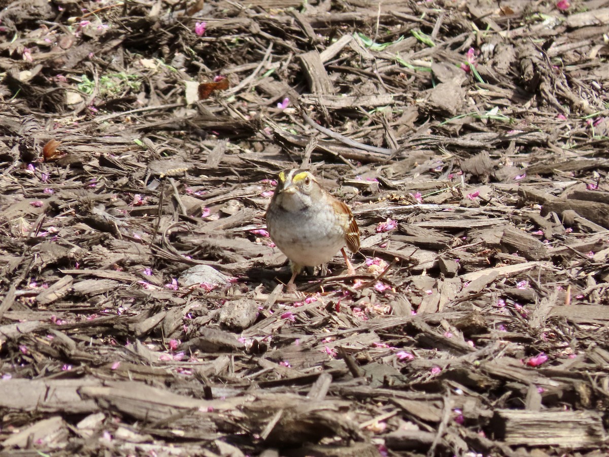 White-throated Sparrow - ML367307361