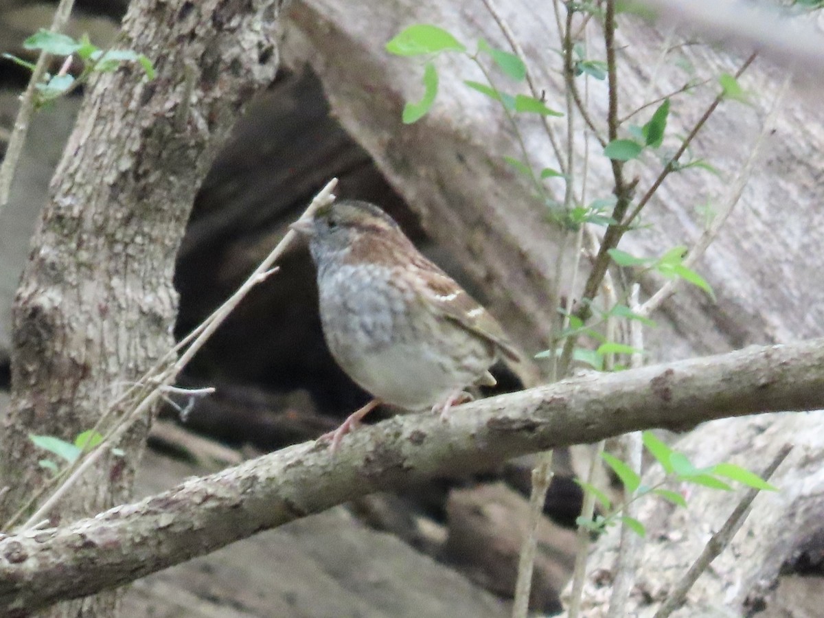 White-throated Sparrow - ML367307981