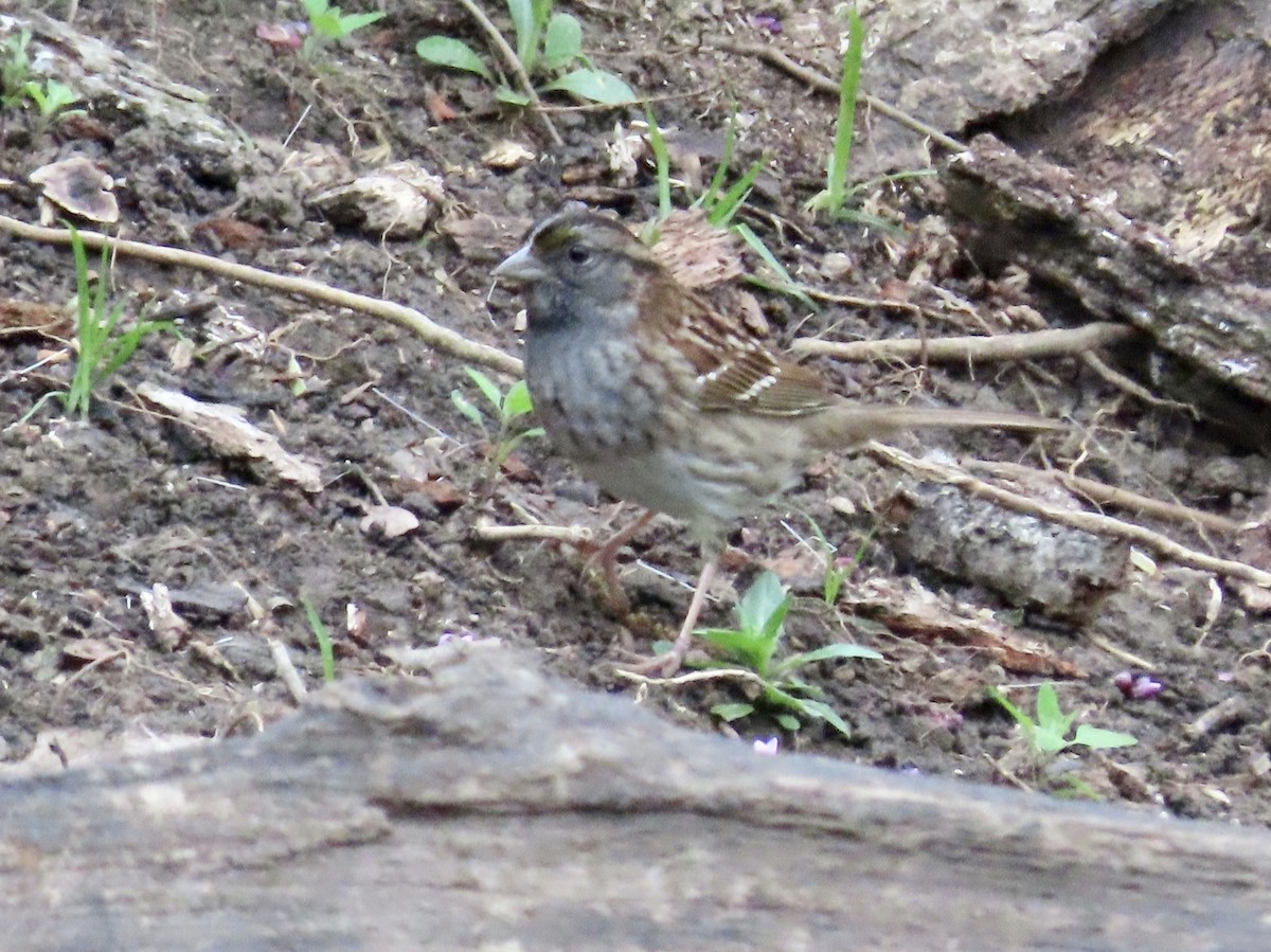 White-throated Sparrow - ML367307991
