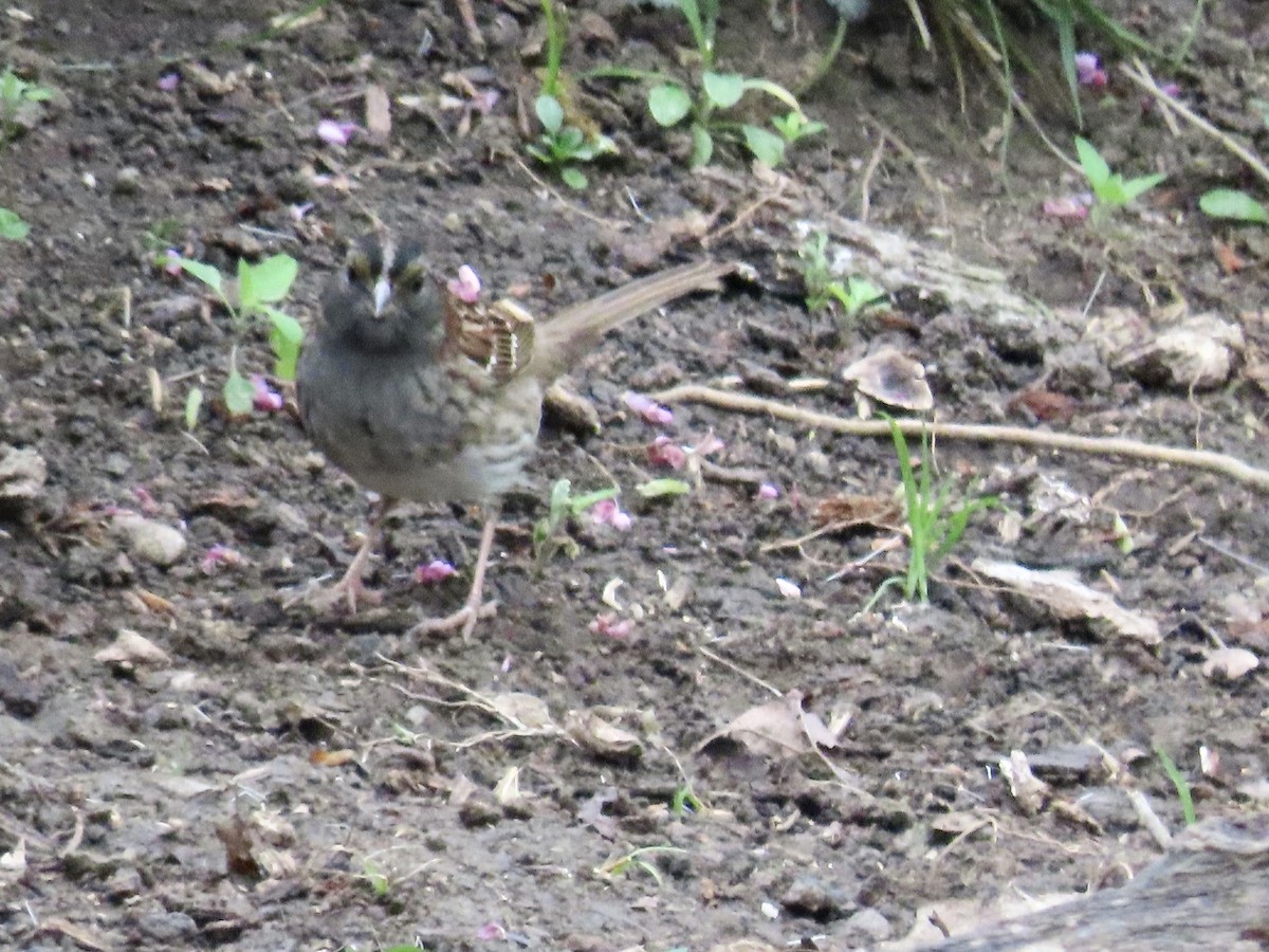 White-throated Sparrow - ML367308011