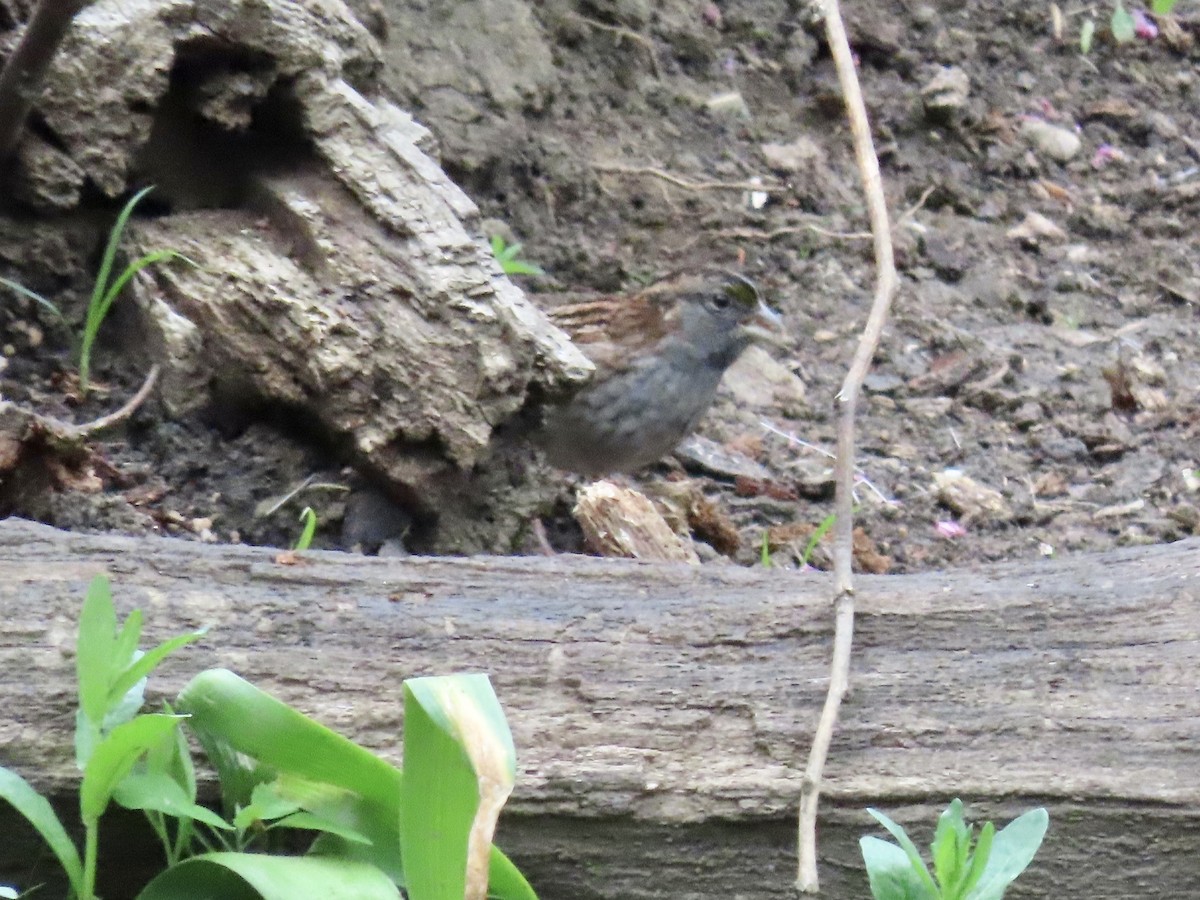 White-throated Sparrow - ML367308041