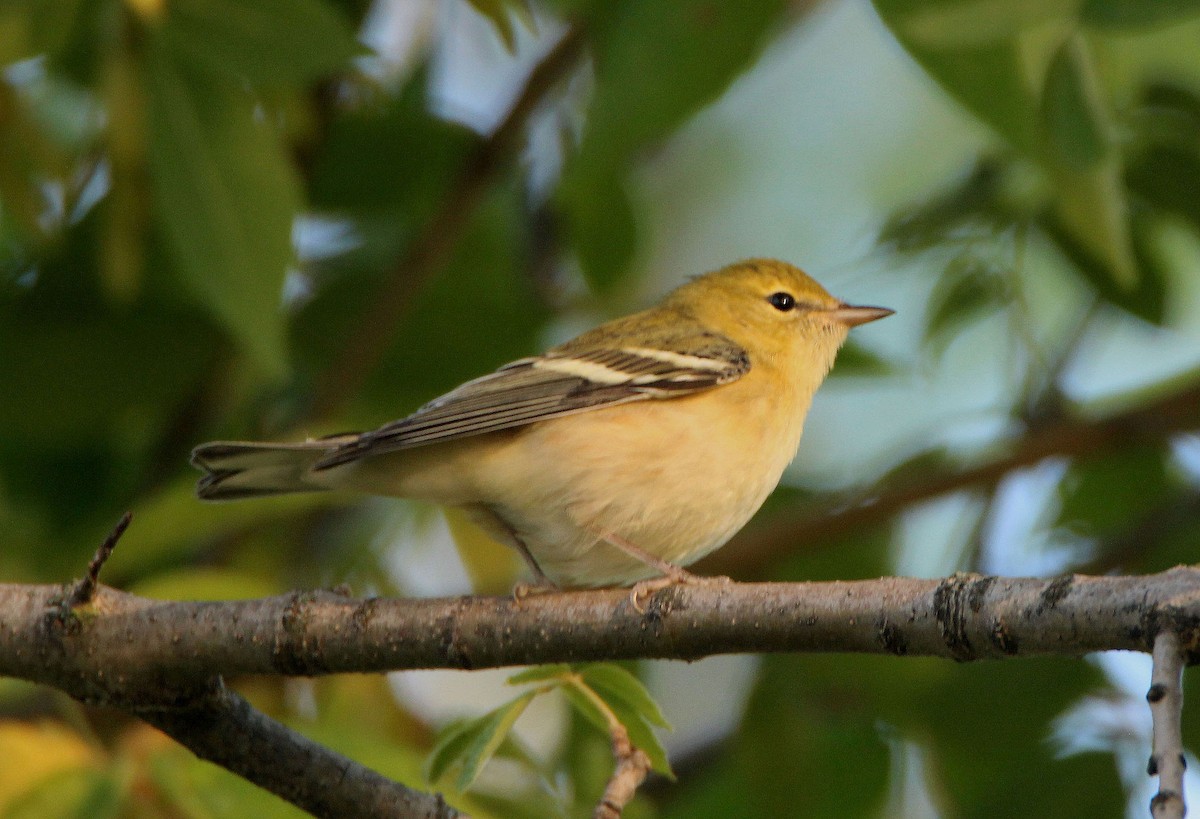 Bay-breasted Warbler - ML367310271