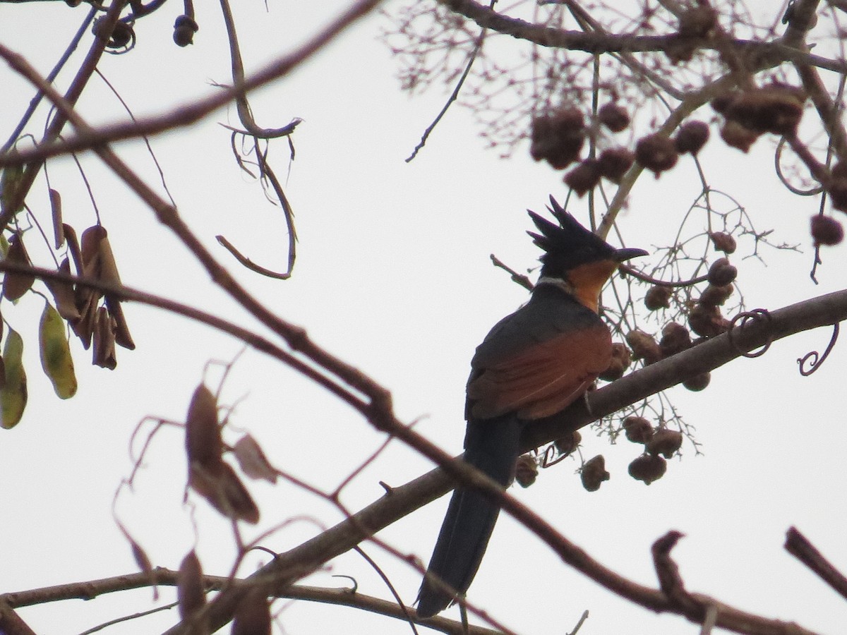 Chestnut-winged Cuckoo - ML367310281