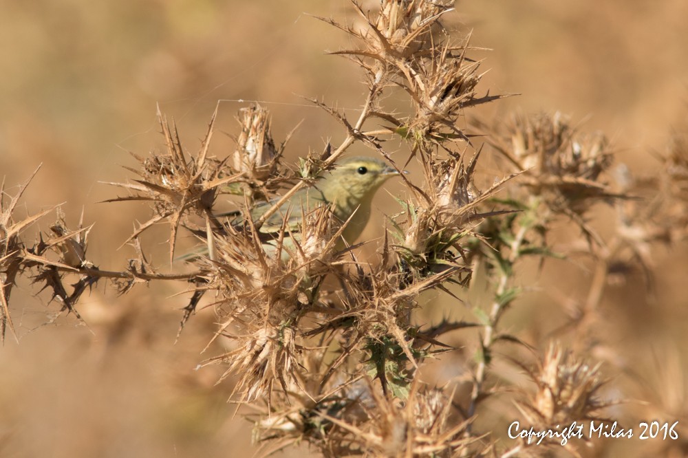 Willow Warbler - ML36731171