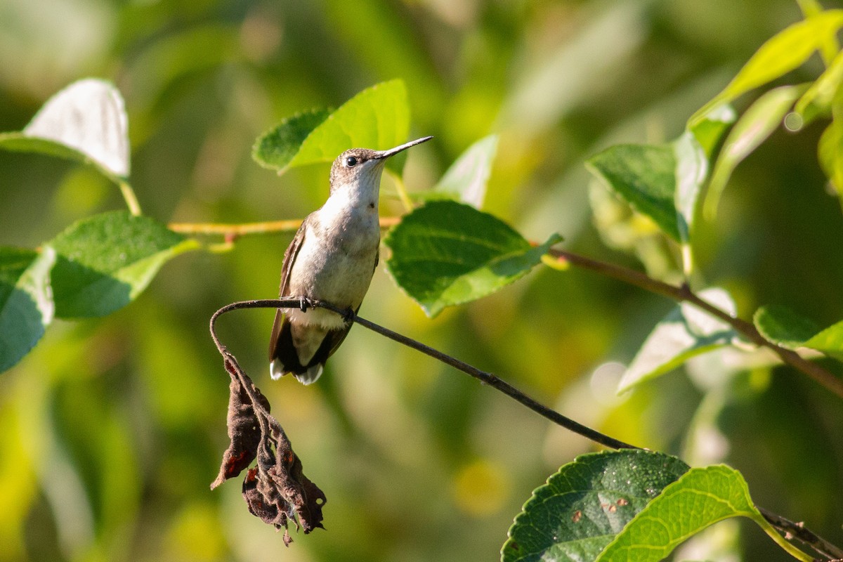 Ruby-throated Hummingbird - Josh  Houck