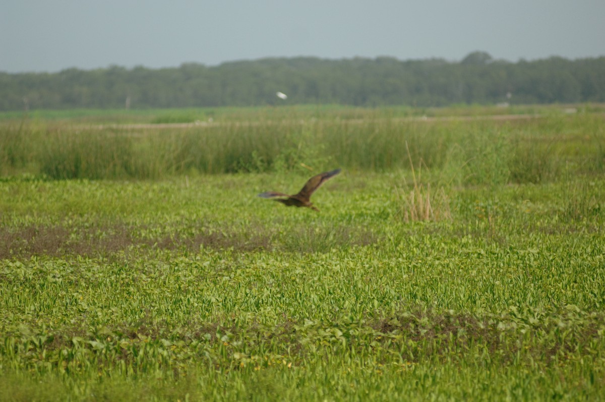 American Bittern - ML367312991
