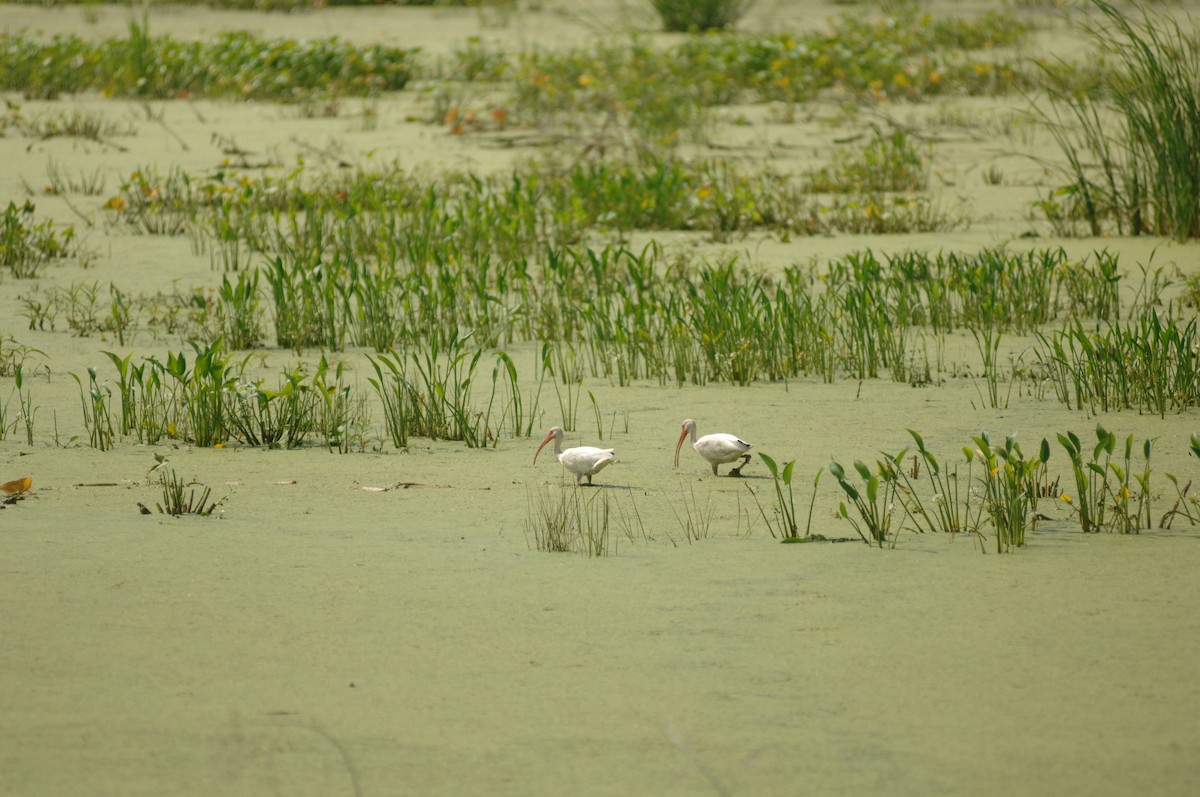 White Ibis - ML367313251