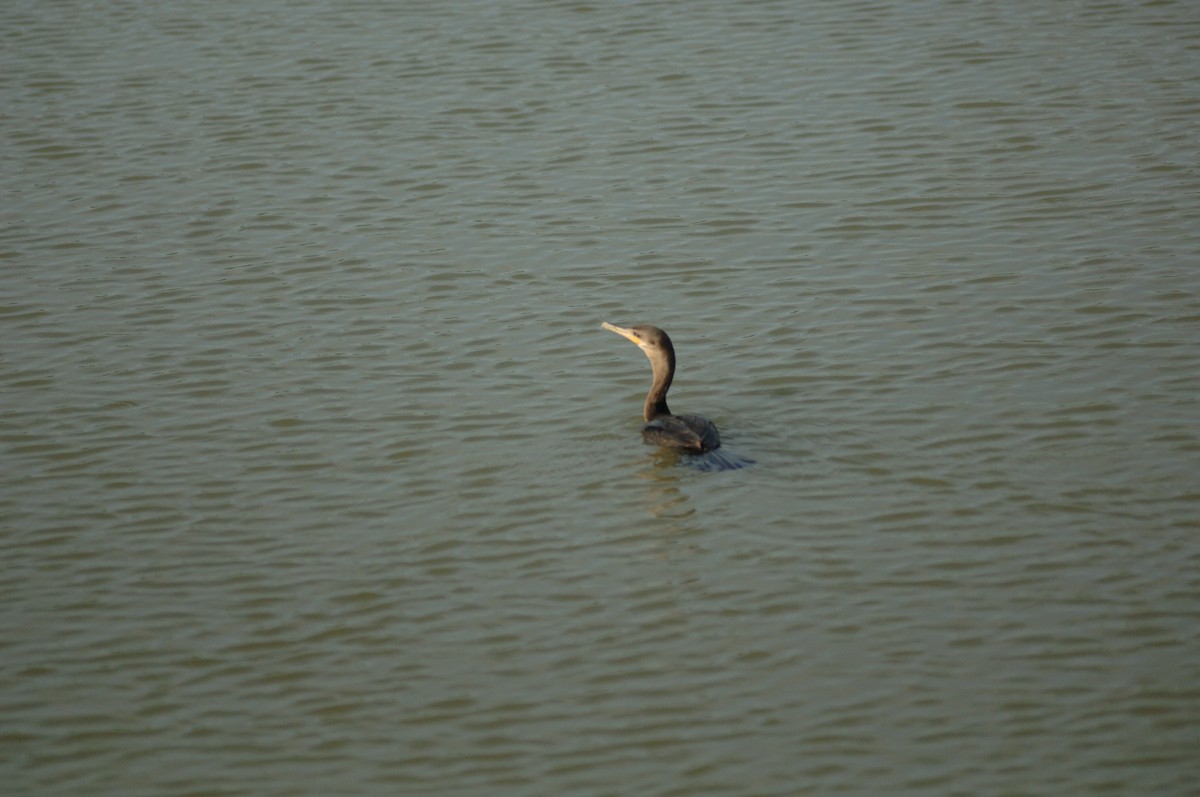 Neotropic Cormorant - ML367313371