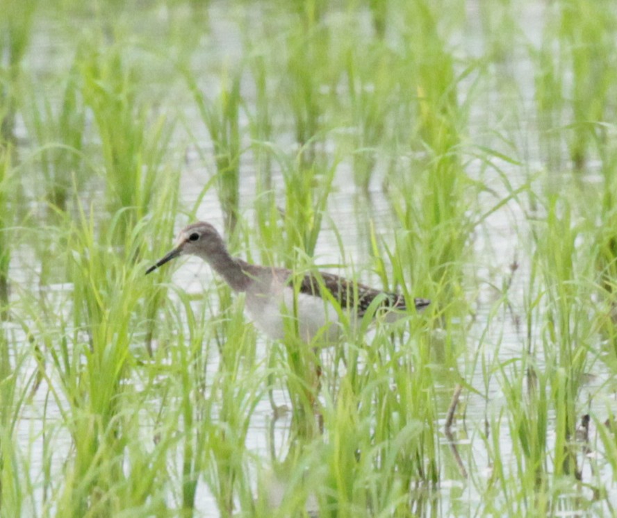 Bruchwasserläufer - ML36731341