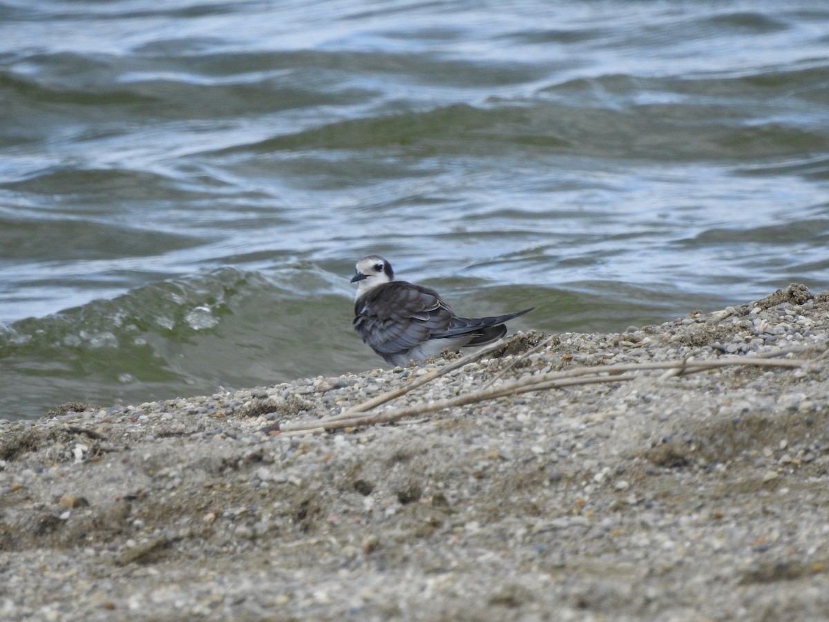 黑浮鷗 - ML367314701