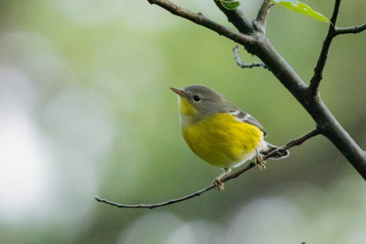 Magnolia Warbler - ML367315771