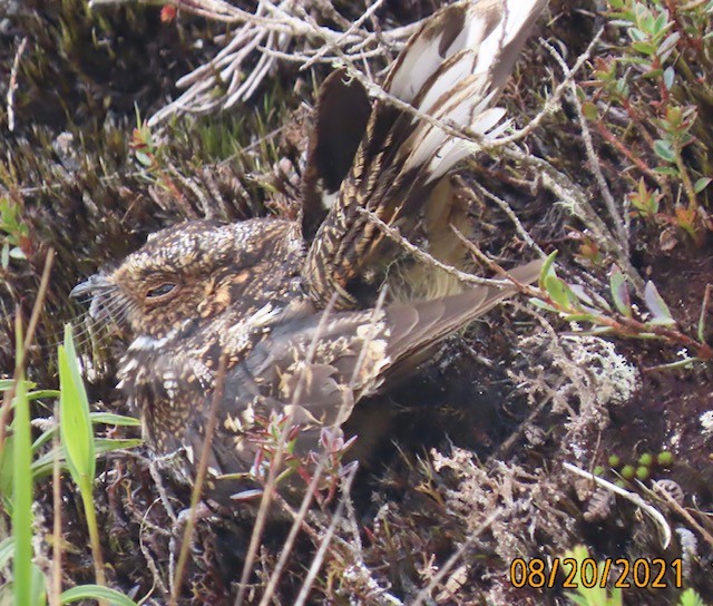 Band-winged Nightjar (Rufous-naped) - ML367315831