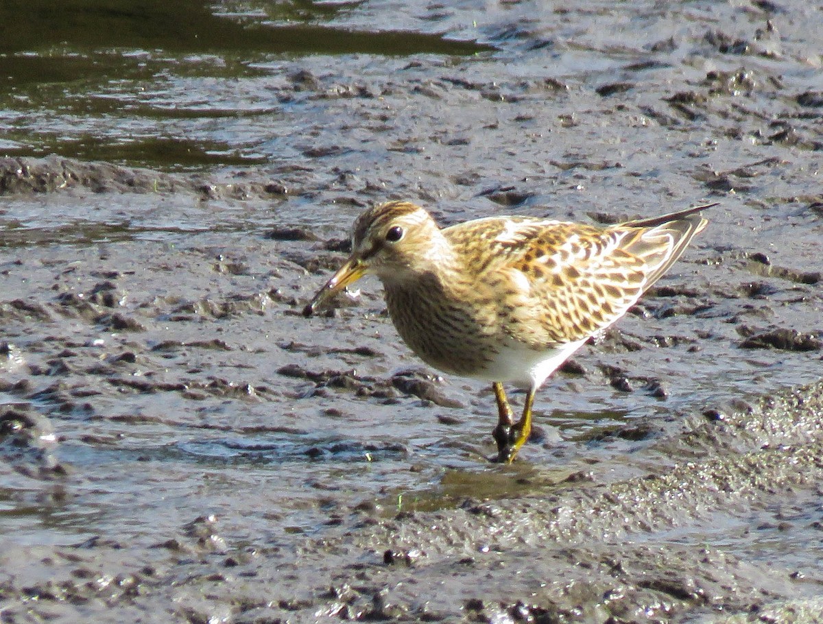 Pectoral Sandpiper - ML367316261