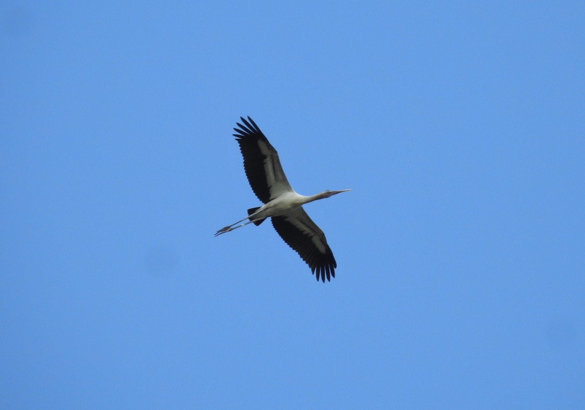 Wood Stork - ML367316971