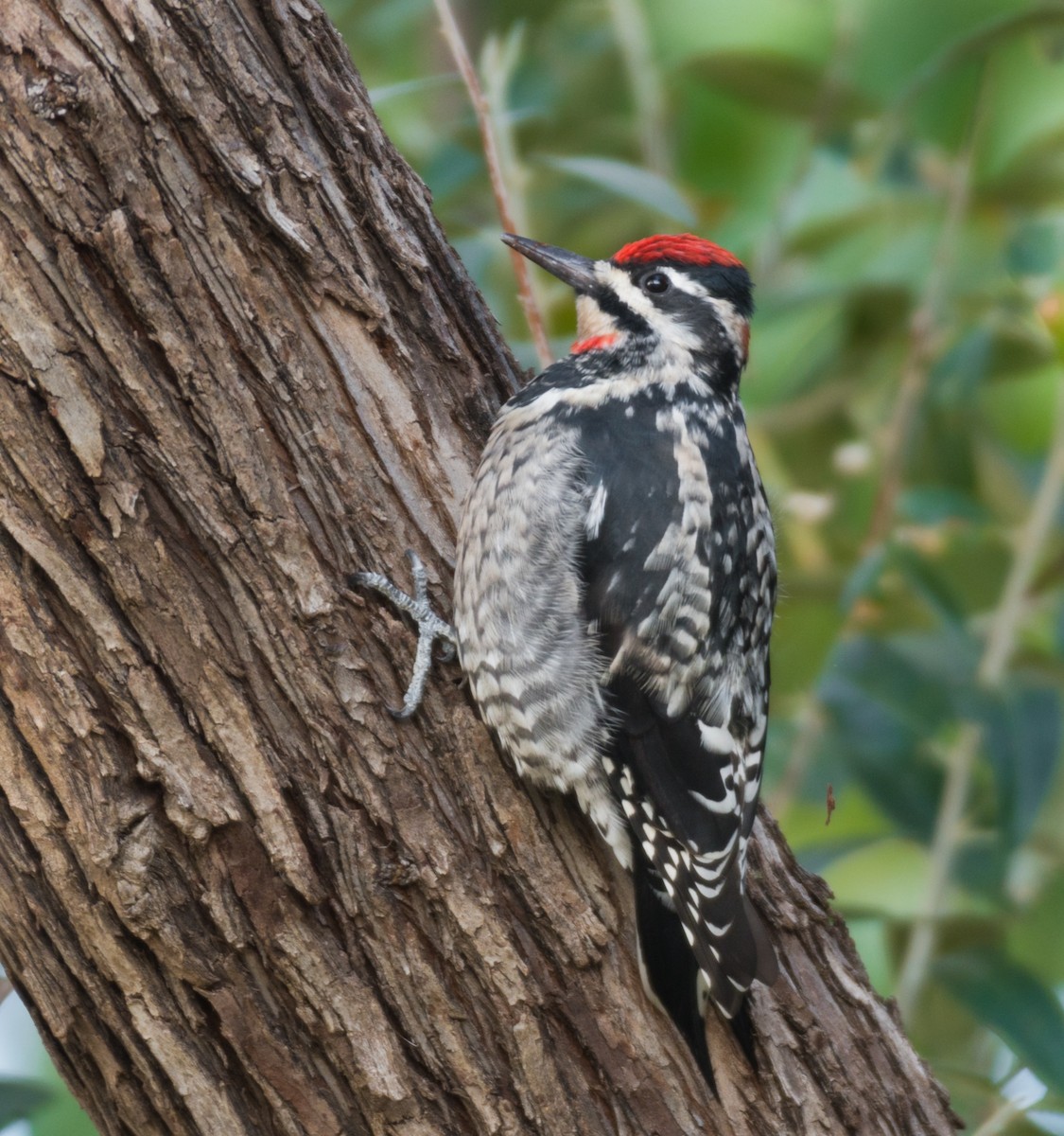 Red-naped Sapsucker - ML367317721