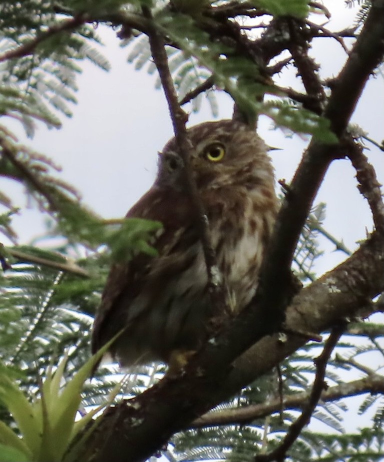 Peruvian Pygmy-Owl - ML367317771