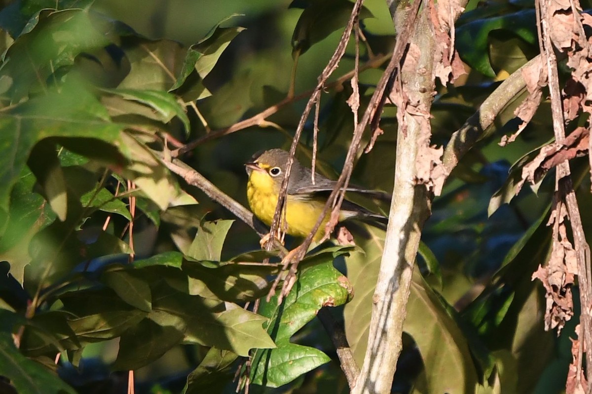 Canada Warbler - ML367319601
