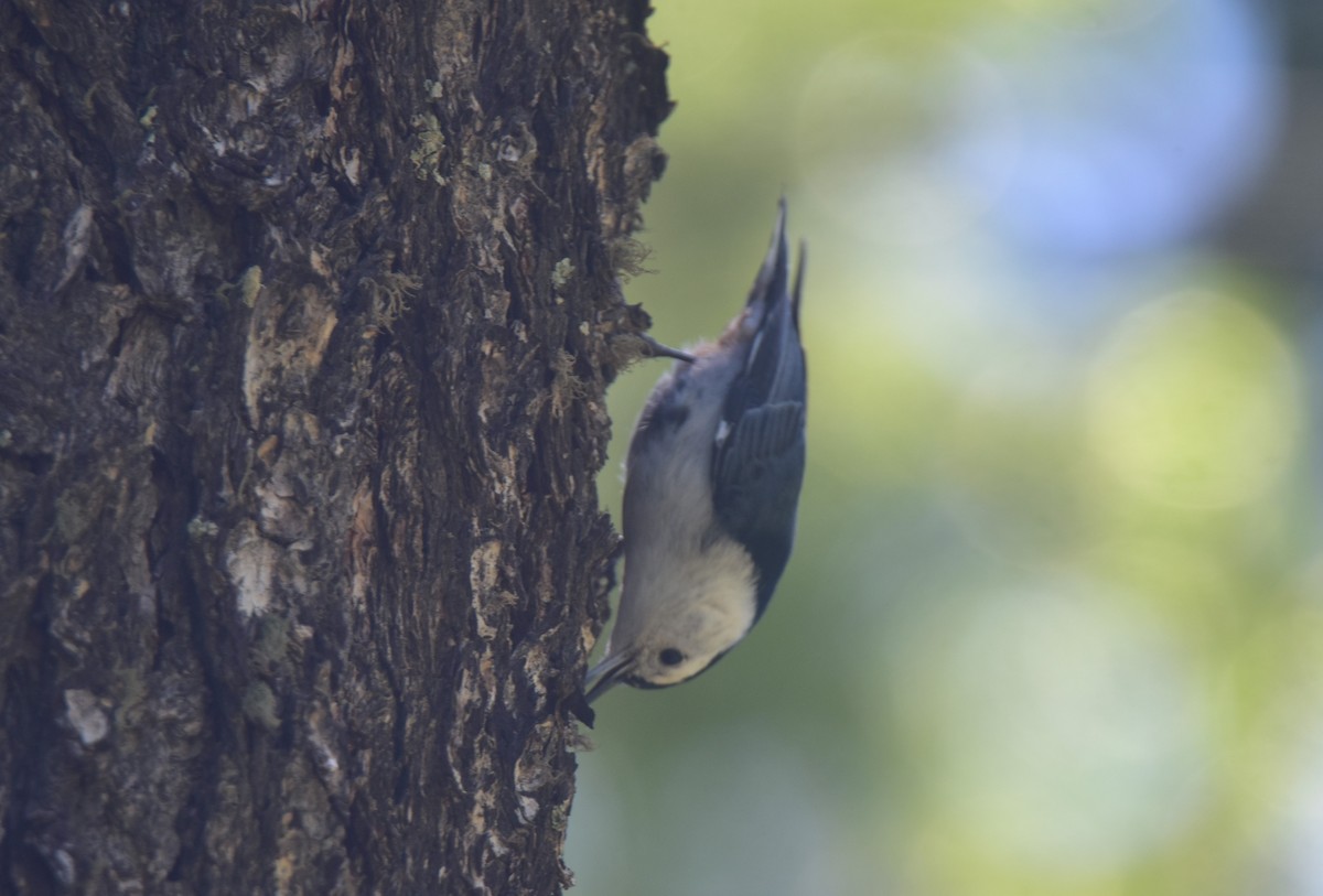 White-breasted Nuthatch - ML367320741