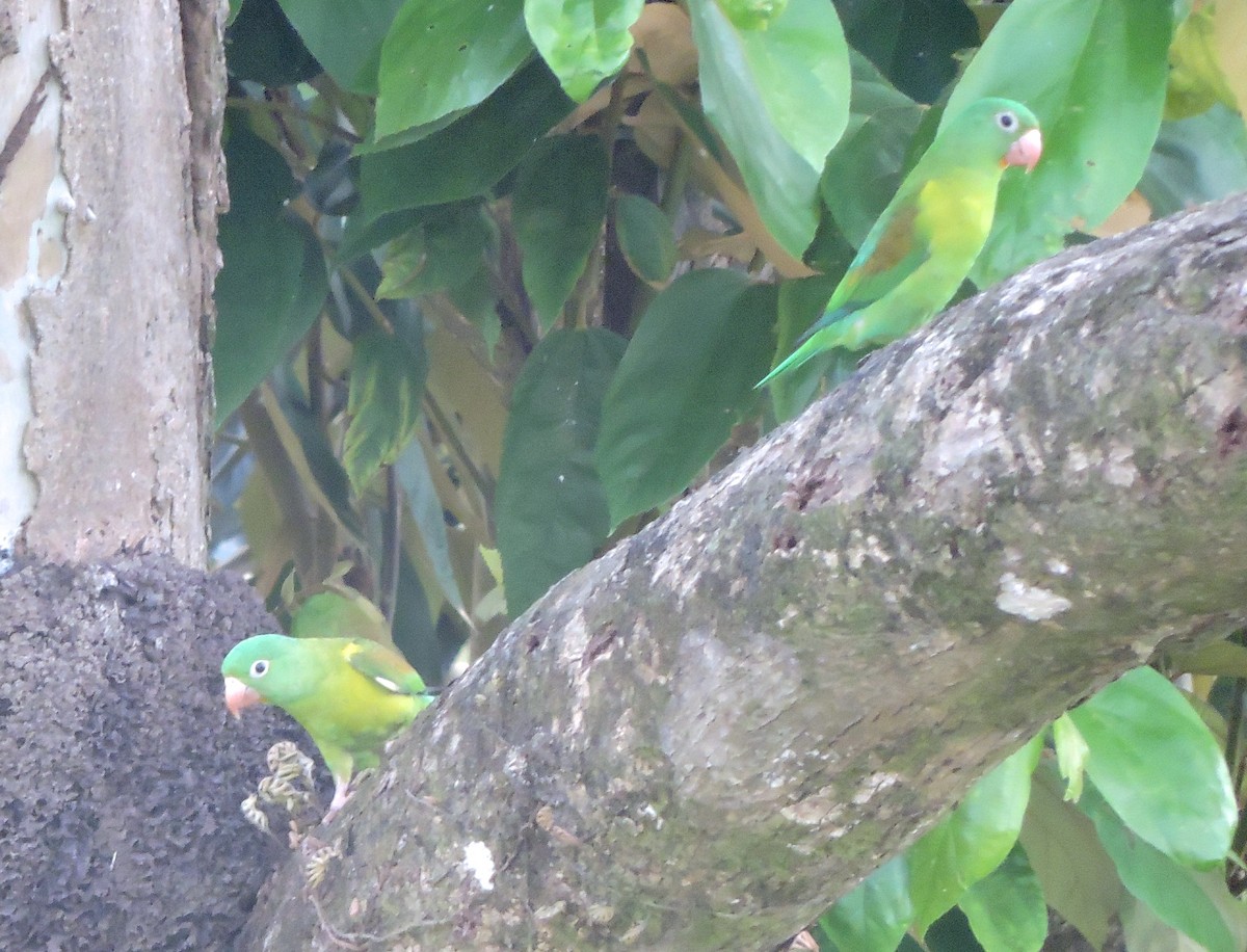 Orange-chinned Parakeet - ML367321091