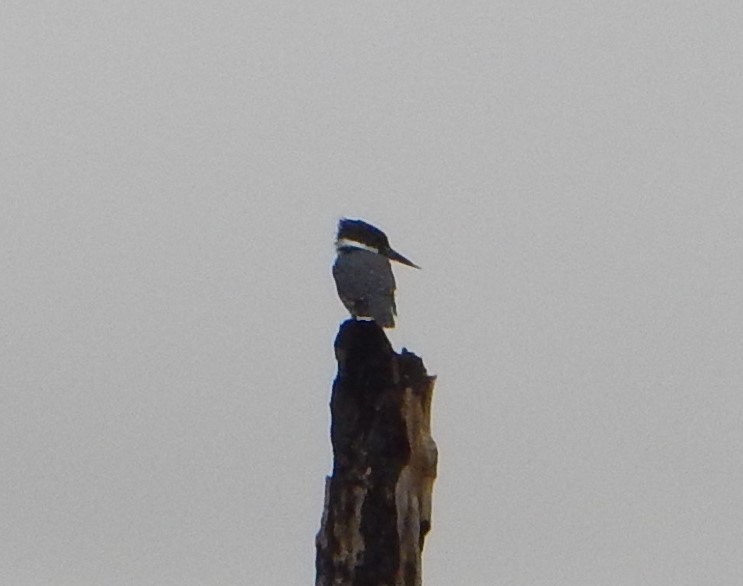 Belted Kingfisher - ML367321321