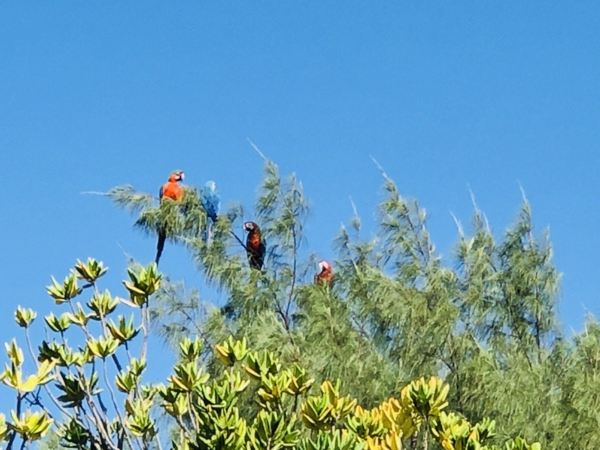 large macaw sp. - ML367322401