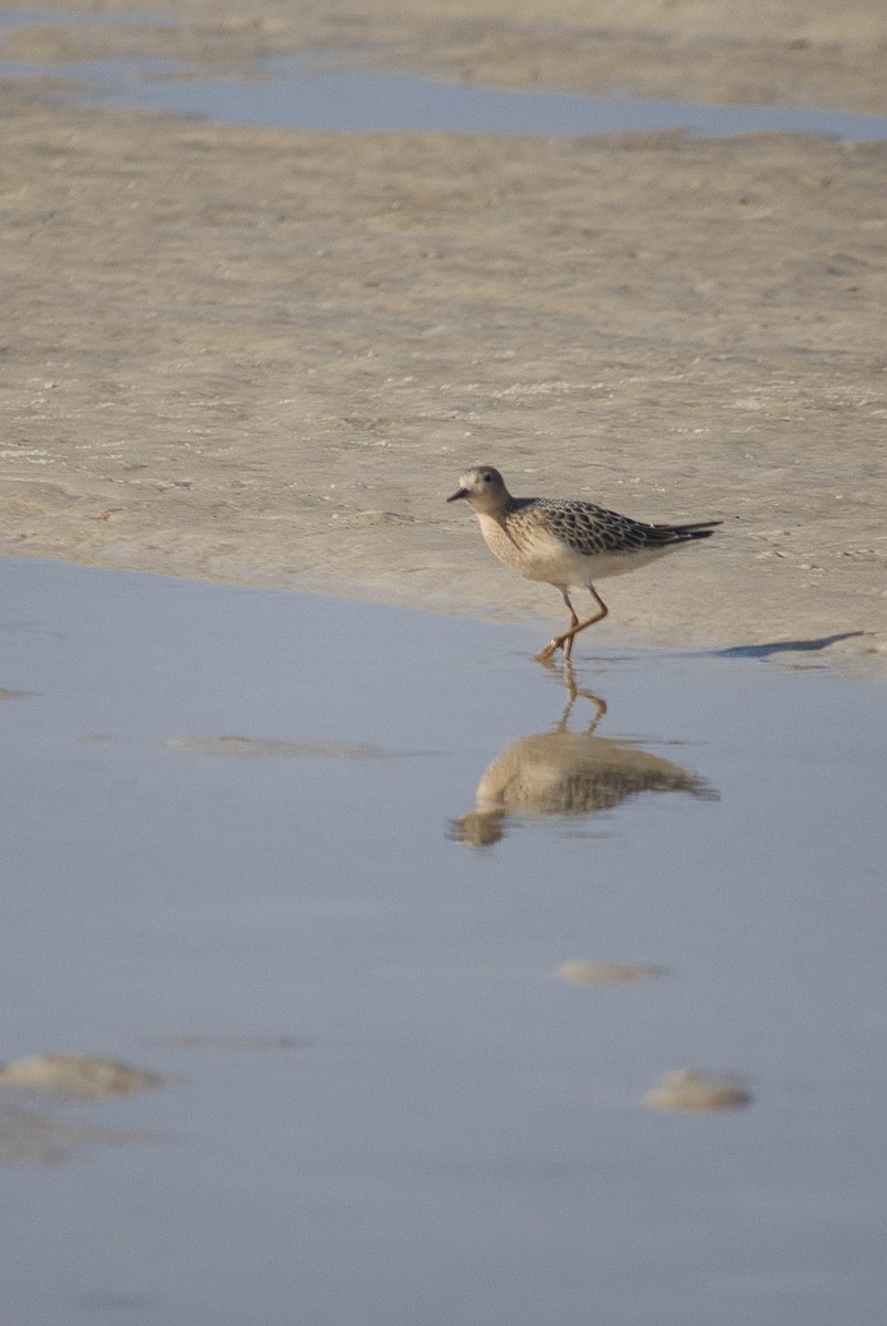 Buff-breasted Sandpiper - ML367322661