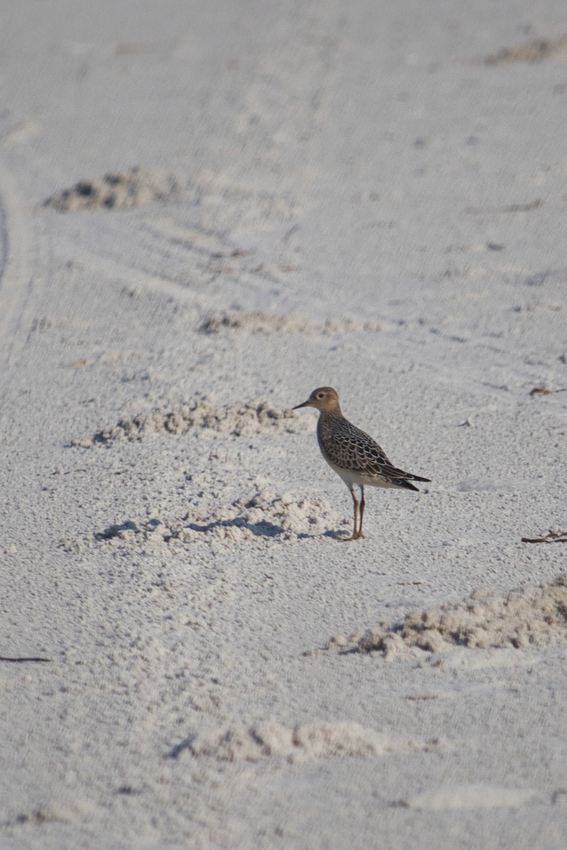 Buff-breasted Sandpiper - ML367322941