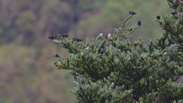 Golondrina Cabecinegra - ML367323391