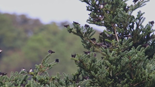 Black-capped Swallow - ML367323411