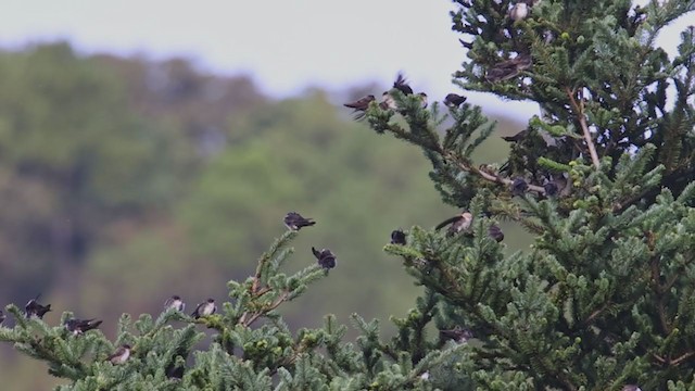 Black-capped Swallow - ML367323431