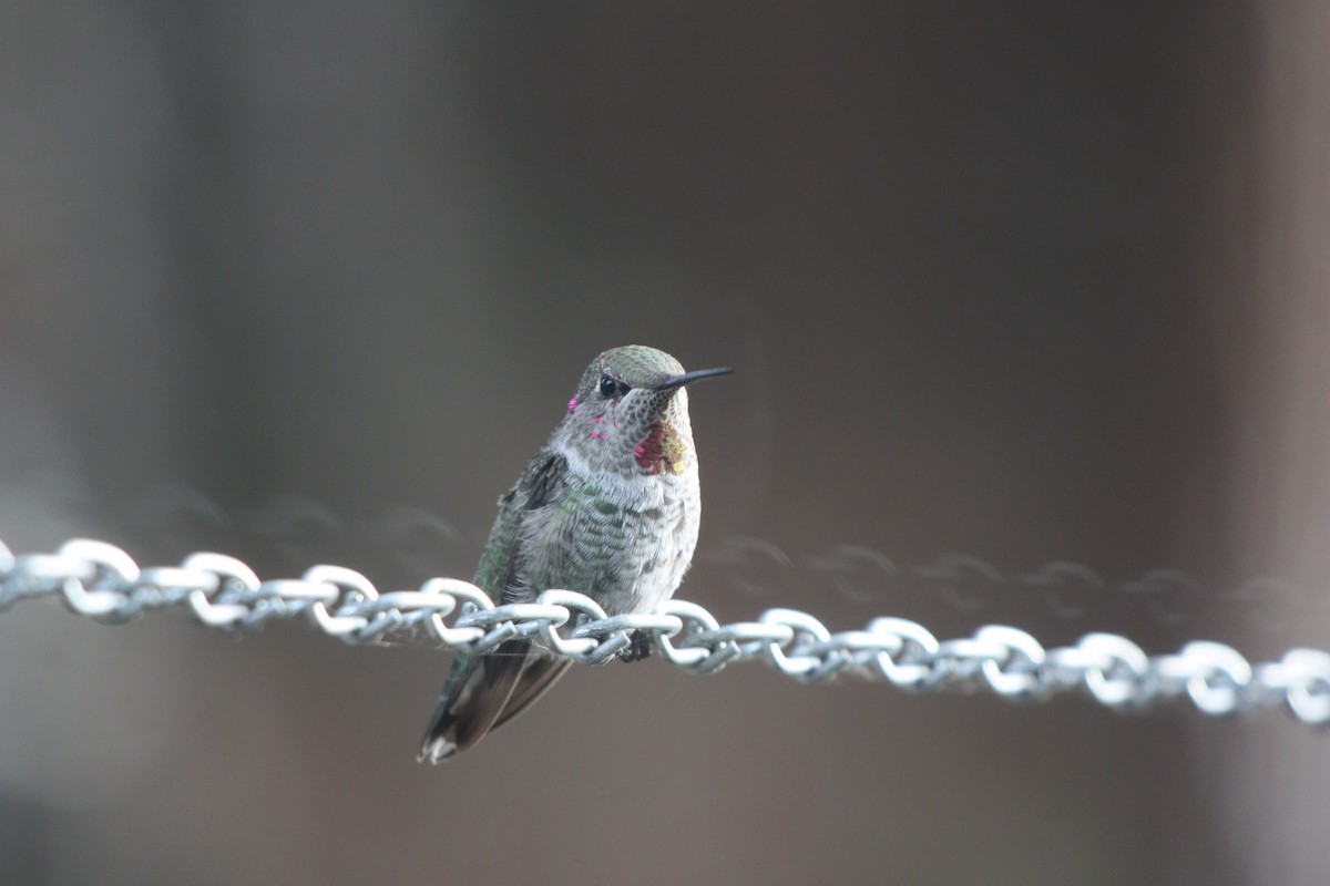 Anna's Hummingbird - ML367323571