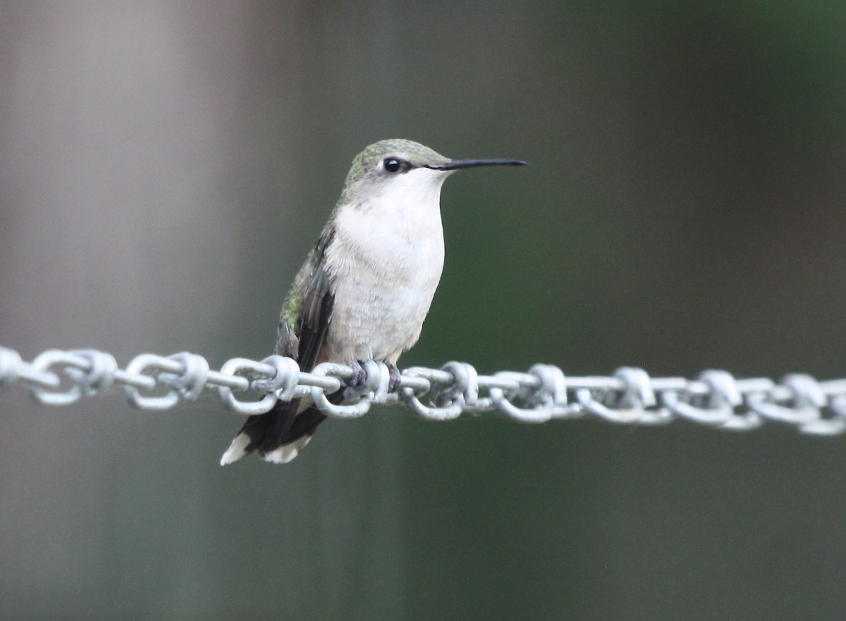 Black-chinned Hummingbird - ML367323641