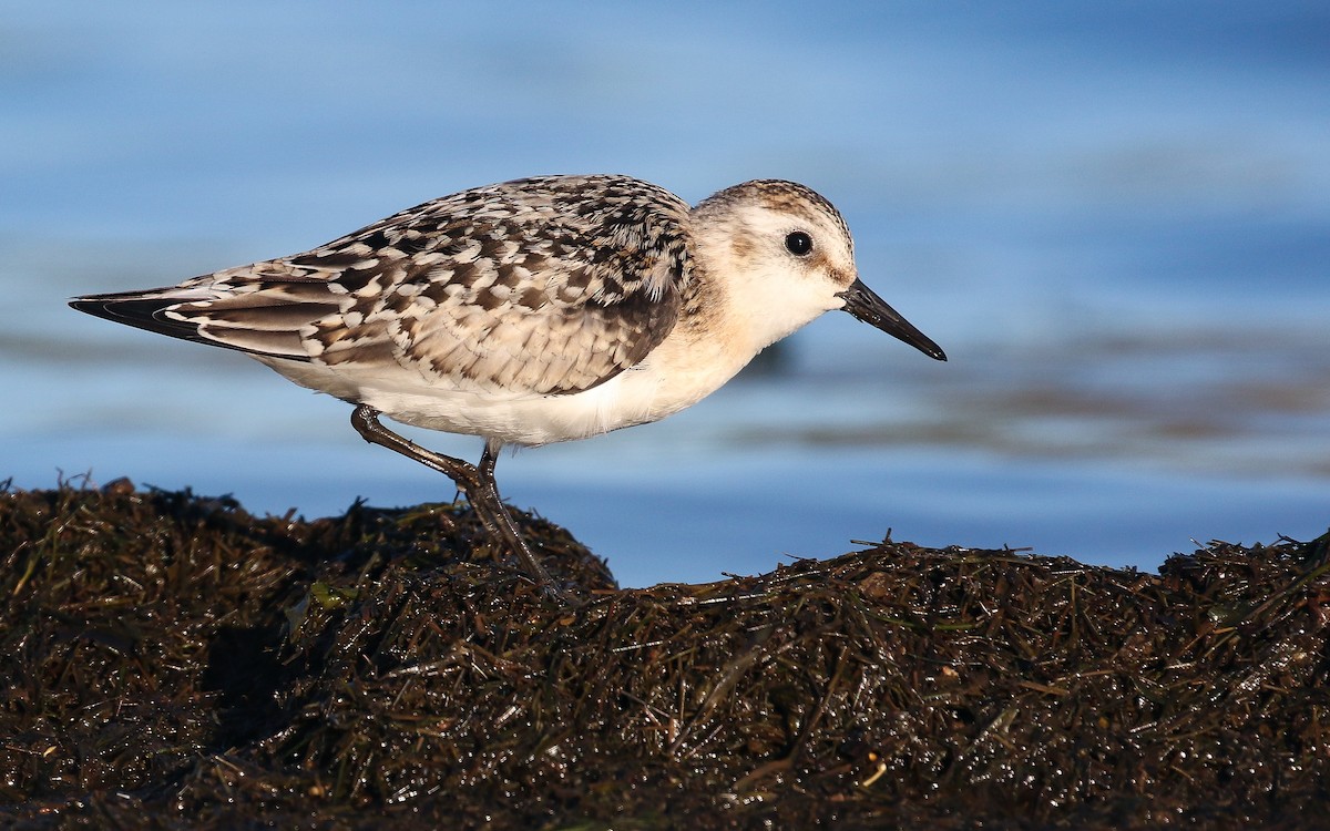 Sanderling - Ethan Denton